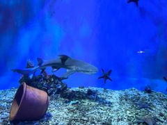 -太平洋海底世界