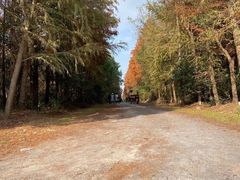 -上海海湾国家森林公园