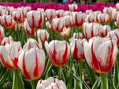 -大宁郁金香公园-停车场