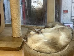 -是阿柴呀！柴犬咖啡·爱喵喵猫咖