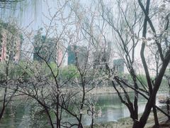-桃花堤公园