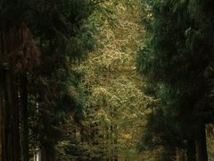 -铁山坪森林公园