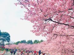 -顾村公园