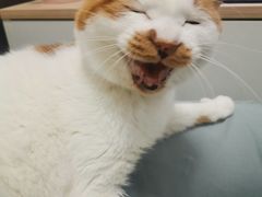 -哆趣宠物医院·眼科·内镜·急重症转诊中心(上海店)
