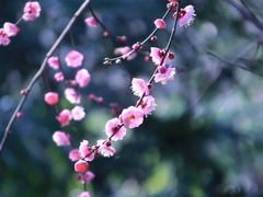 -梅花山(明孝陵内)