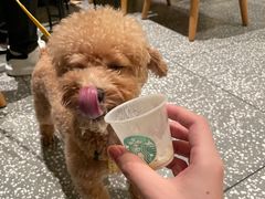 -星巴克(武汉招商公园1872店)