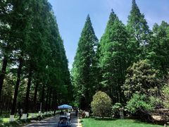 -黄海国家森林公园