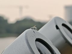 -华侨城湿地公园