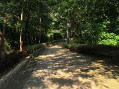 -中山市树木园