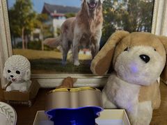 -彩虹桥宠物火化殡葬善终服务(金乐大厦店)