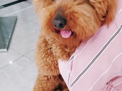 -瑞鹏瑞爱宠物医院·全科·猫科·血液透析中心(龙头寺店)