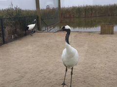 -盐城丹顶鹤湿地生态旅游区