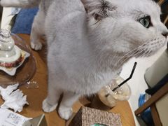 -藏猫猫咖啡主题馆(中央大道店)