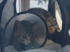 -瑞鹏宠物医院·超声·骨科·奇麟分院(蜀都万达店)