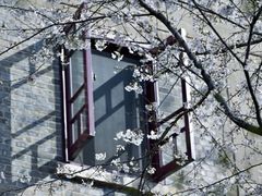 -武汉大学-樱园
