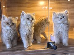 -猫十亿·布偶金渐层·曼基康矮脚猫舍(青年路店)