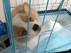 -特一安24小时宠物医院·骨科·中兽医