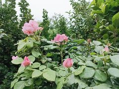 -大兴世界月季主题园