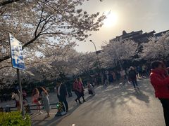 -武汉大学-樱园