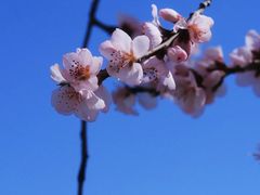 -桃花堤公园
