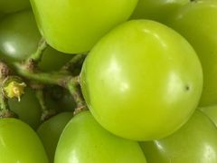 -马陆小张葡萄园农家乐