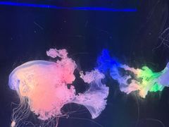 -海合安成都极地海洋公园