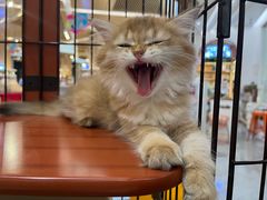 -1013 PET SHOP精品宠物商店(丁香店)