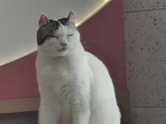 -喵园·猫主题咖啡厅·撸猫·猫咖(国贸店)