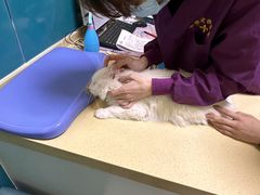 -乖乖宠物医院·猫科·急重症中心(车站北路分院)
