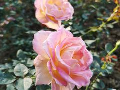 -人民公园(罗湖区)