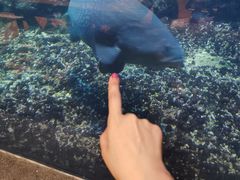 -海棠湾洲际-涛·海底餐厅·美人鱼·自助餐·海底隧道