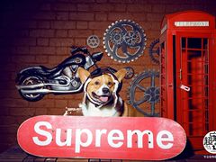 -超宠爱宠物摄影-Super pet