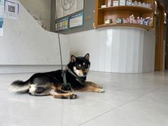 -关爱宠物医院·猫科中心·消化科(滨湖万达分院)