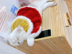 -COLOR PETS 撸猫馆·购猫·猫咖(长风大悦城店)