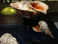 -青岛贝壳博物馆