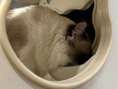 -琪喵猫屋·撸猫猫咖·猫舍