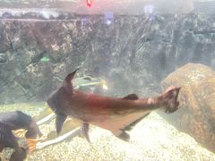 -太平洋海底世界