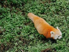 -都江堰中华大熊猫苑