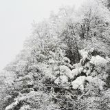 雾凇、白雪、冰挂这里都有