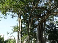 景点-瑞丽独树成林风景区