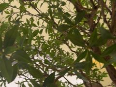 -静耳元気采耳·按摩·SPA(万象前海店)