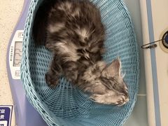 -纳吉亚猫专科动物医院·北北分院
