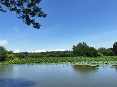 -大湾区中央湿地公园