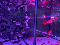 -花鸟鱼虫鲜花绿植市场(玉泉路店)
