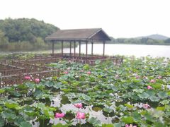 -上海市保健医疗中心