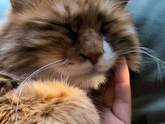 -平行世界·猫咖(首经贸店)