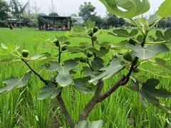 -洪湖家庭农场·团建·露营·会议