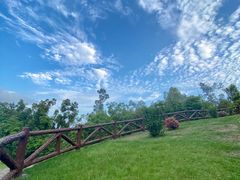 -银湖山郊野公园-相思林