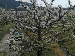-树山生态村