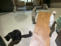 -猫色咖啡·猫咖